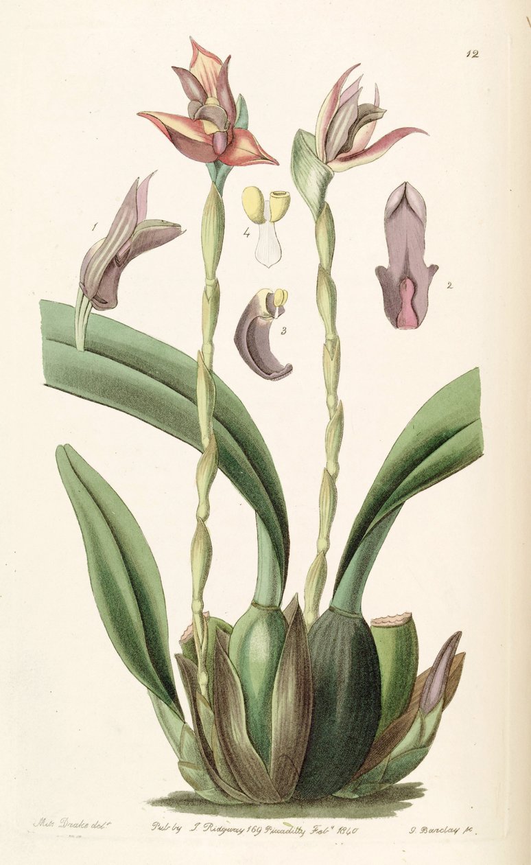 Maxillaria cucullata af Miss Drake