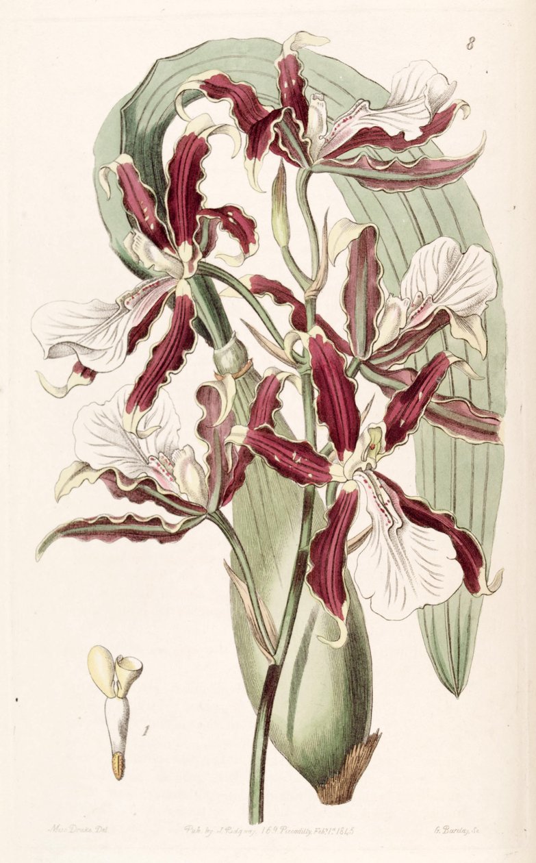 Miltonia cuneata af Miss Drake