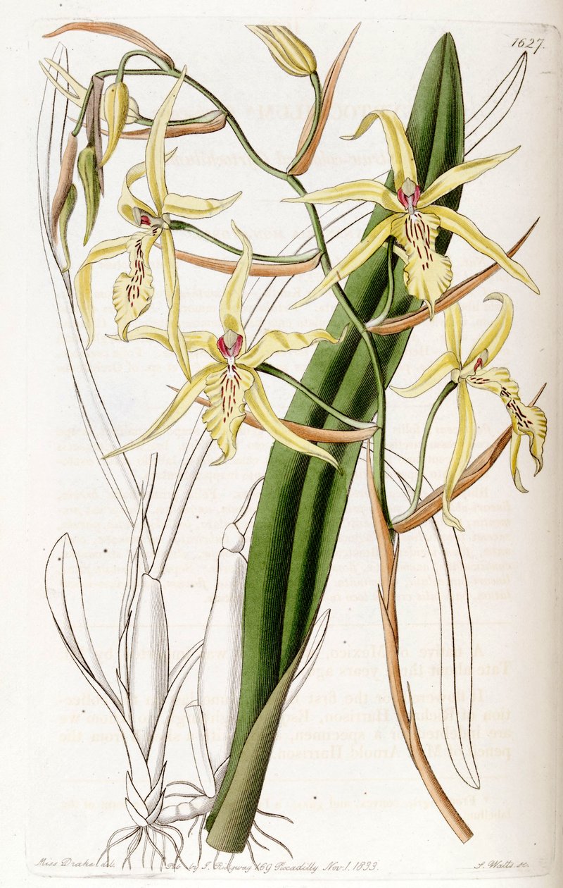 Miltonia flavescens (som syn. Cyrtochilum flavescens) af Miss Drake