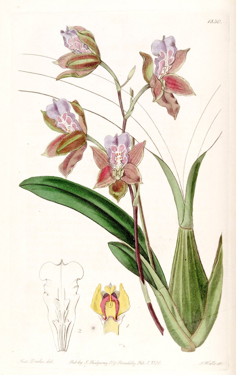 Miltonia russelliana (som syn. Oncidium russellianum 