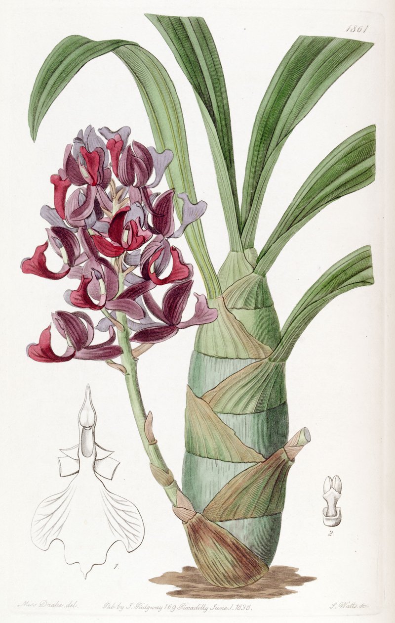 Mormodes atropurpurea af Miss Drake