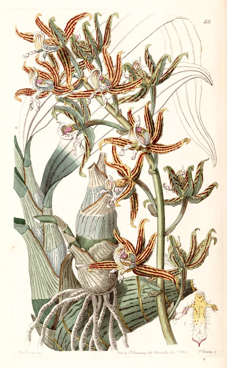 Mormodes lineata (som Mormodes lineatum) af Miss Drake