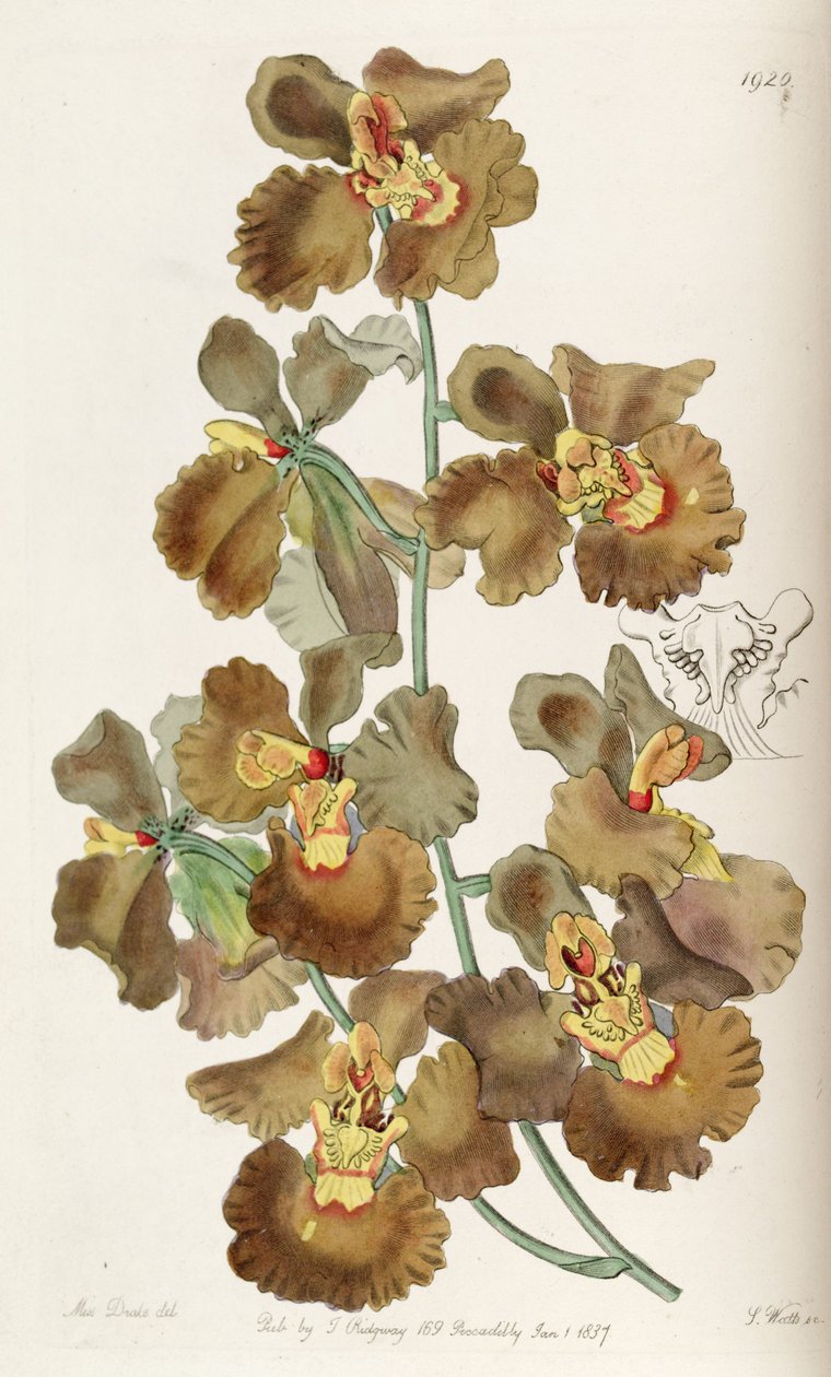 Oncidium crispum af Miss Drake