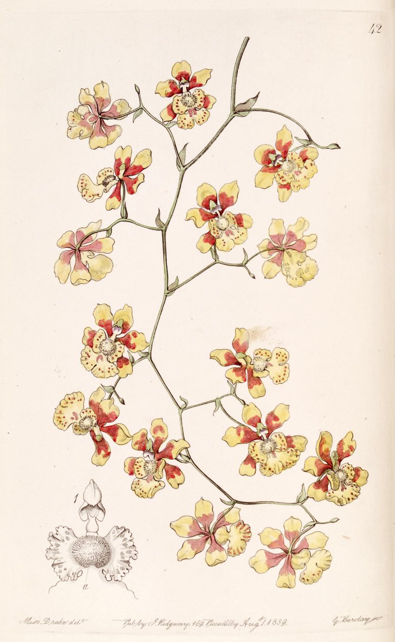 Oncidium divaricatum (som syn. Oncidium pulvinatum) af Miss Drake
