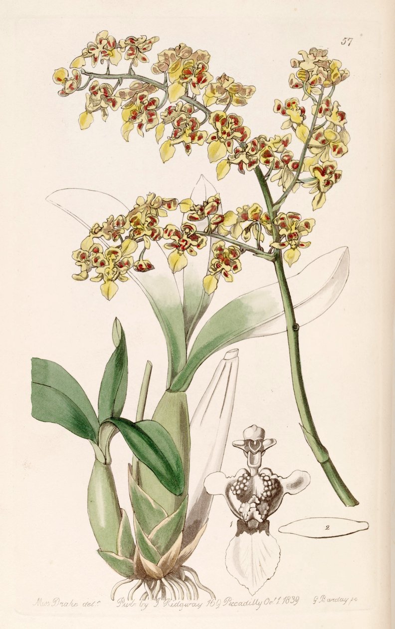 Oncidium venustum (som syn. Oncidium trulliferum) af Miss Drake