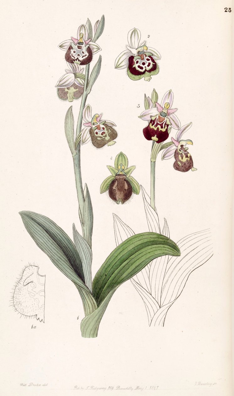 Ophrys fuciflora eller Ophrys holoserica af Miss Drake
