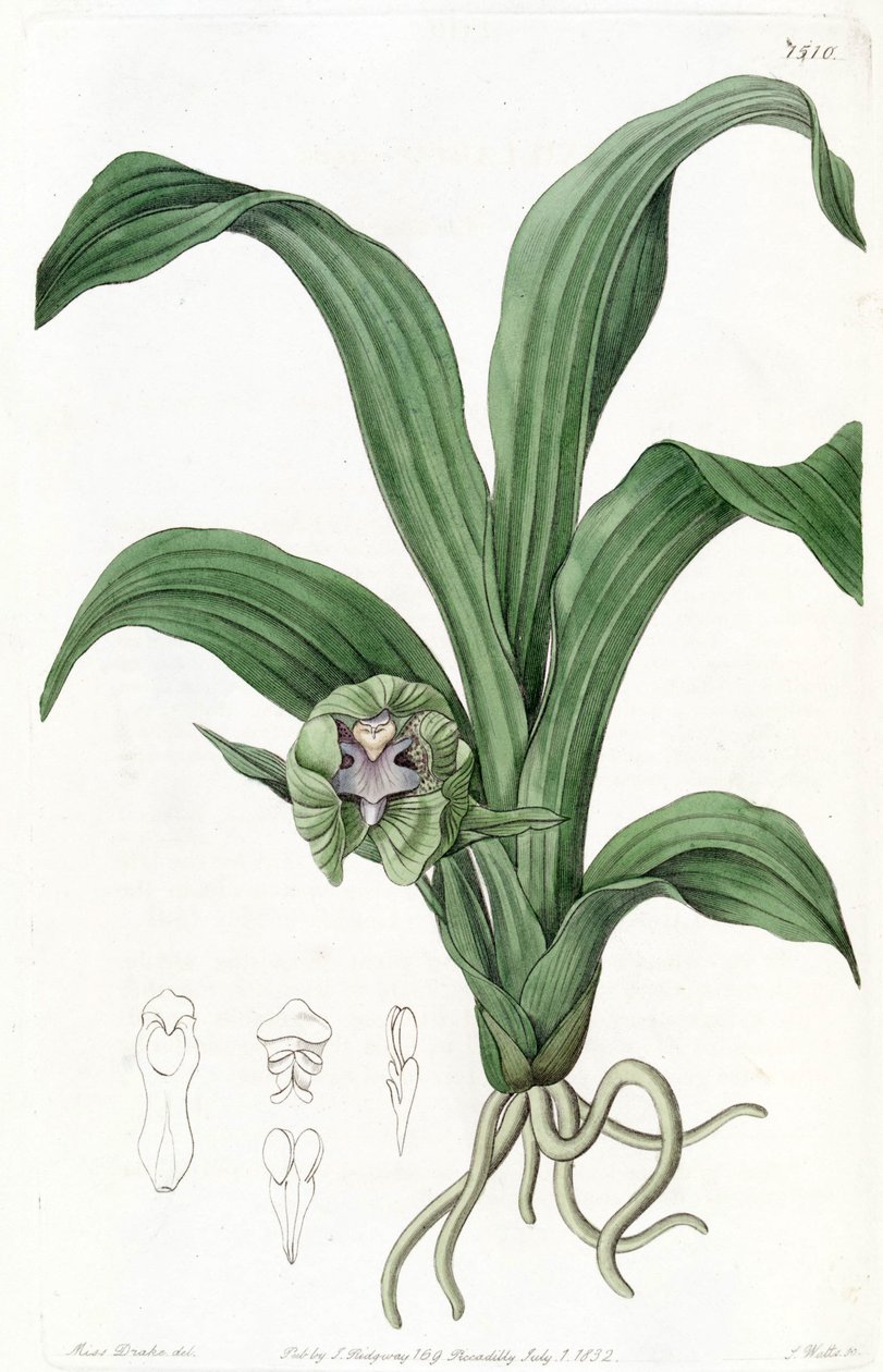 Pabstia viridis (som syn. Maxillaria viridis) af Miss Drake