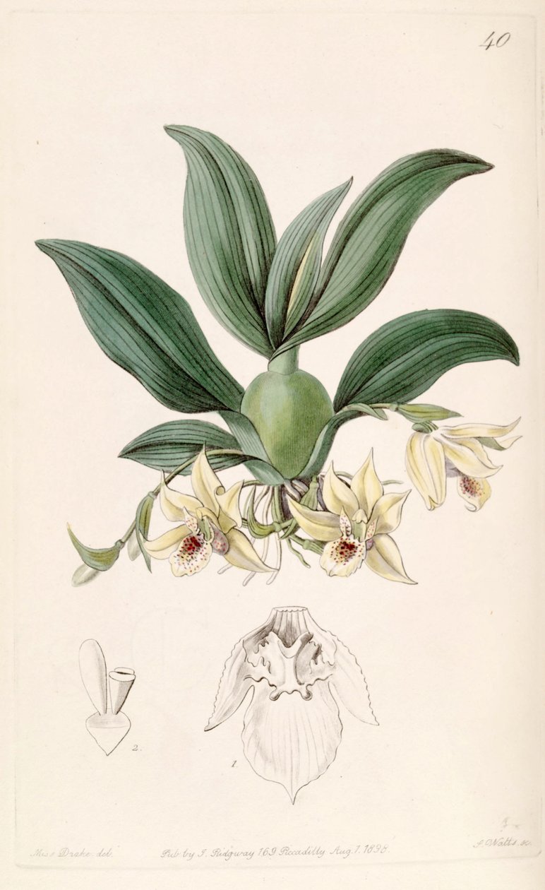 Promenaea rollissonii (som syn. Maxillaria rollissonii) af Miss Drake