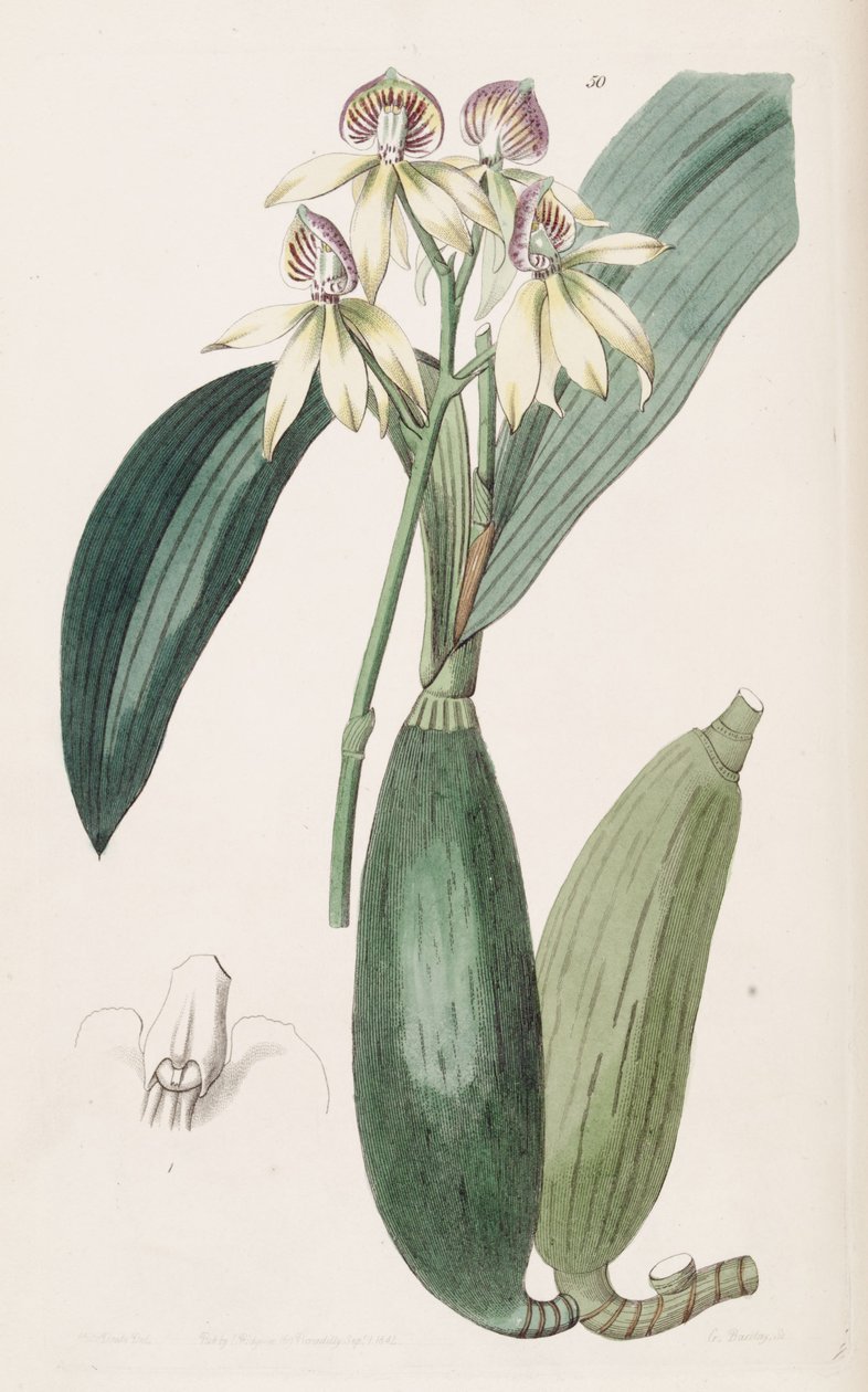 Prosthechea cochleata (som syn. Epidendrum lancifolium) af Miss Drake