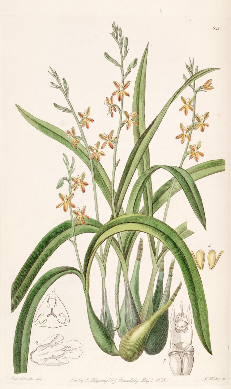 Prosthechea ochracea (som syn. Epidendrum ochraceum) af Miss Drake