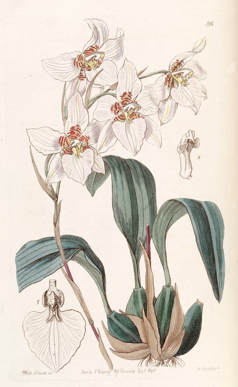 Rhynchostele cervantesii (som syn. Odontoglossum cervantesii) af Miss Drake