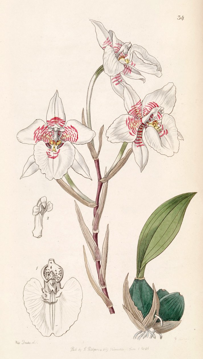 Rhynchostele cervantesii (som syn. Odontoglossum membranaceum) af Miss Drake
