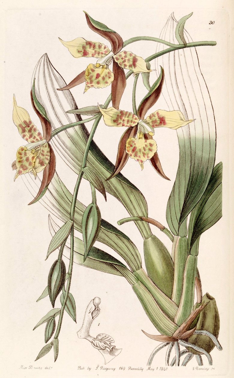 Rhynchostele maculata (som syn. Odontoglossum maculatum) af Miss Drake