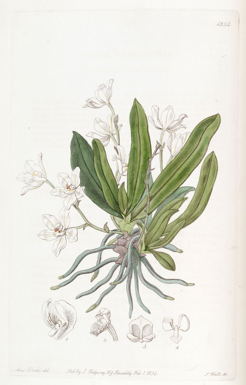 Sarcochilus falcatus af Miss Drake