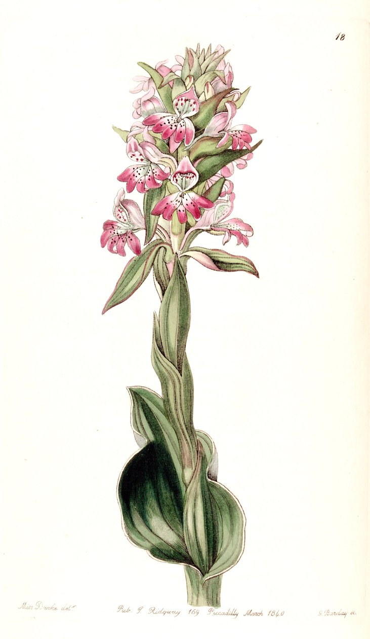Satyrium erectum (som syn. Satyrium pustulatum) af Miss Drake