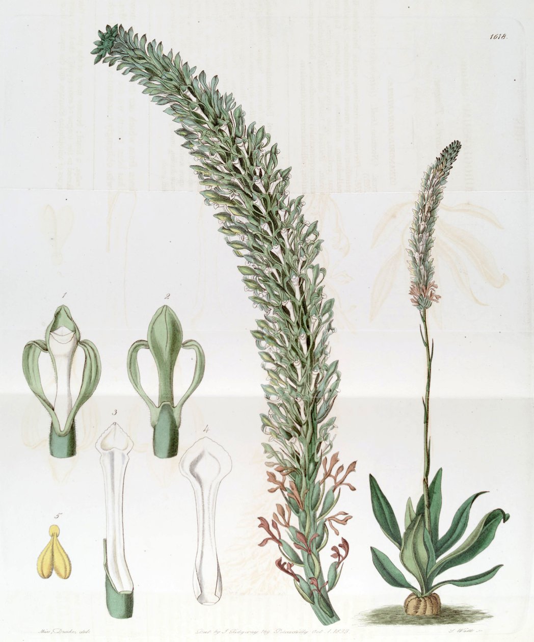 Sauroglossum nitidum (som syn. Sauroglossum elatum) af Miss Drake