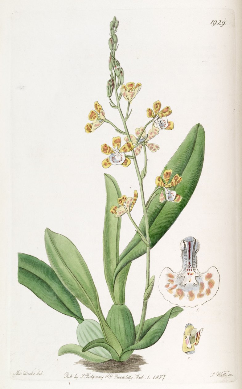 Solenidium lunatum (som syn. Oncidium lunatum) af Miss Drake