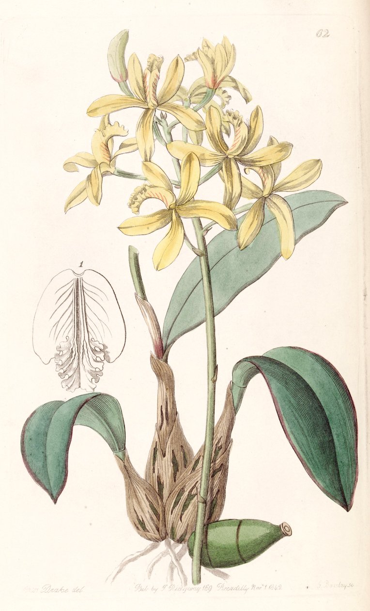 Sophronitis crispata (som syn. Laelia flava) af Miss Drake