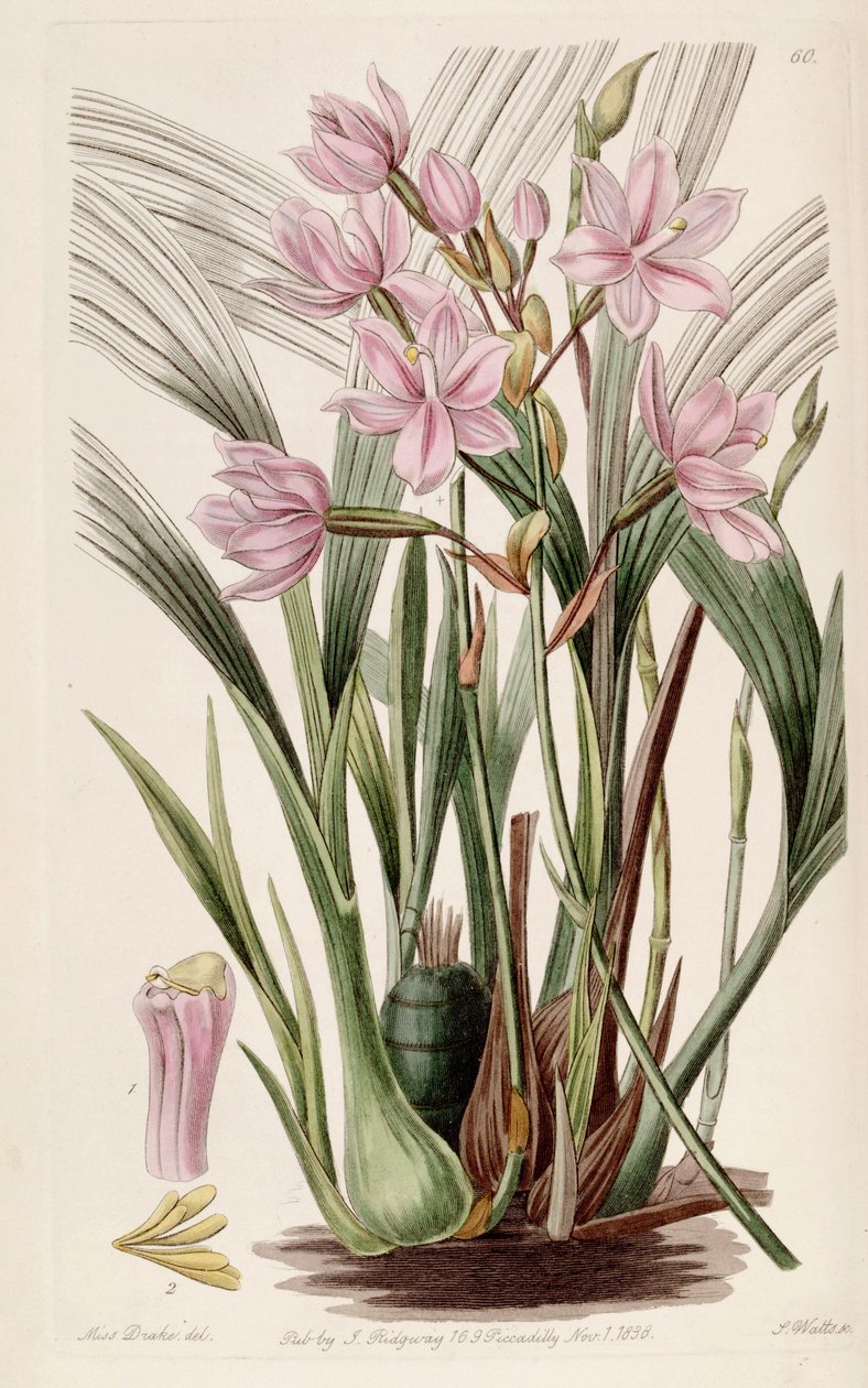 Spathoglottis plicata (som syn. Paxtonia rosea) af Miss Drake