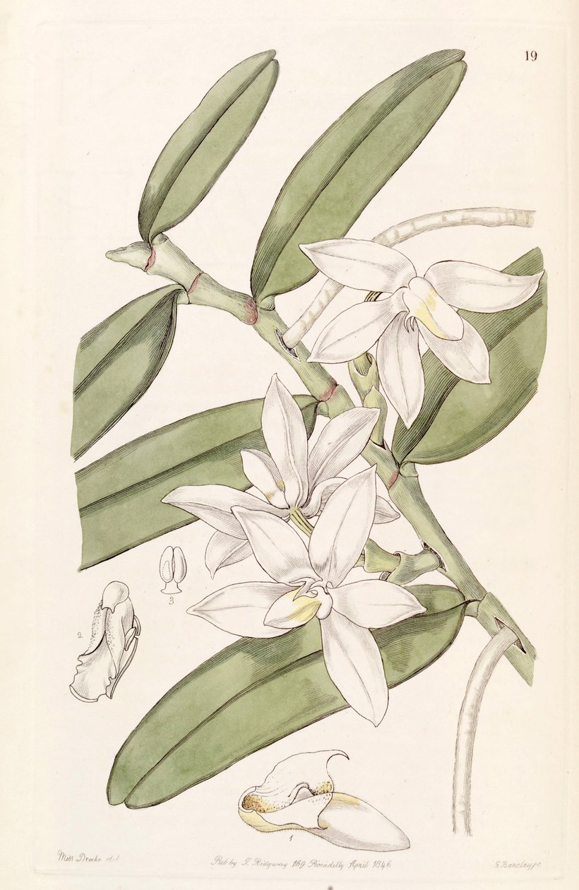 Thrixspermum calceolus (som syn. Sarcochilus calceolus) af Miss Drake