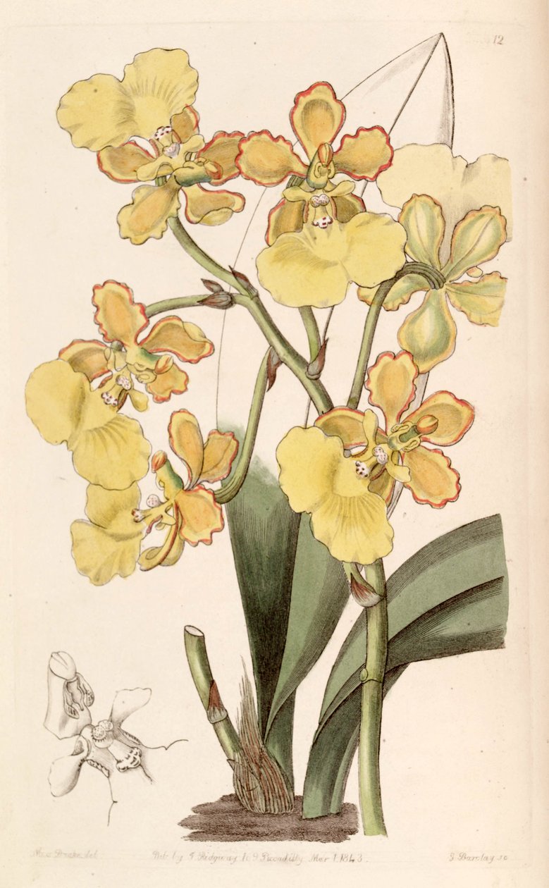 Trichocentrum bicallosum (som syn. Oncidium bicallosum) af Miss Drake