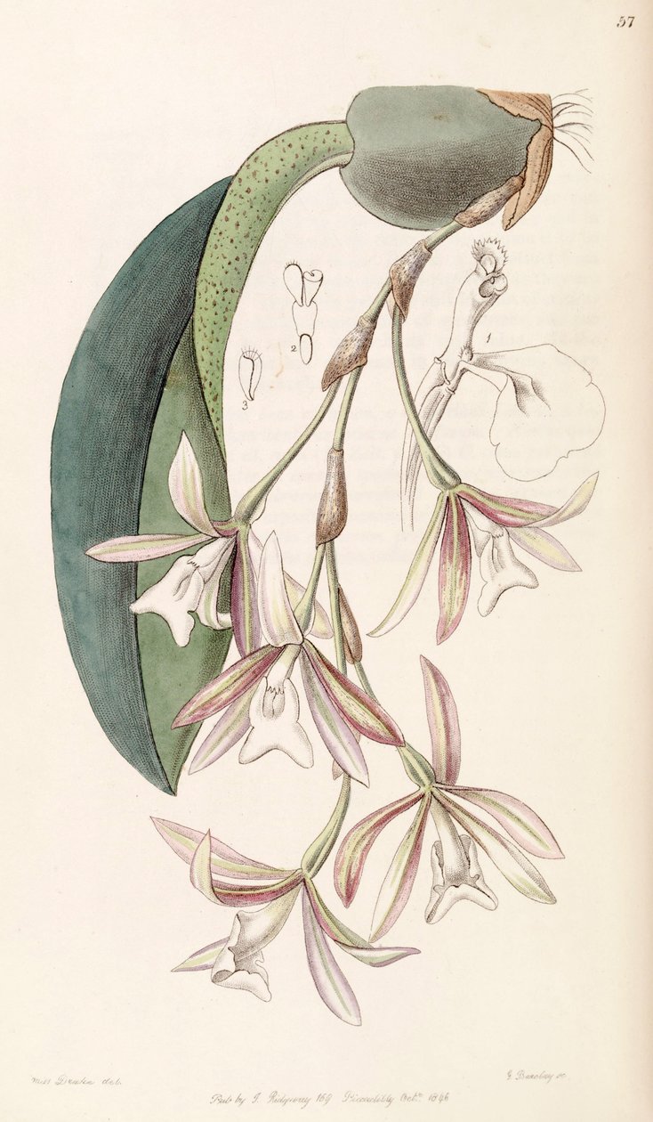 Trichopilia laxa (som syn. Pilumna laxa) af Miss Drake