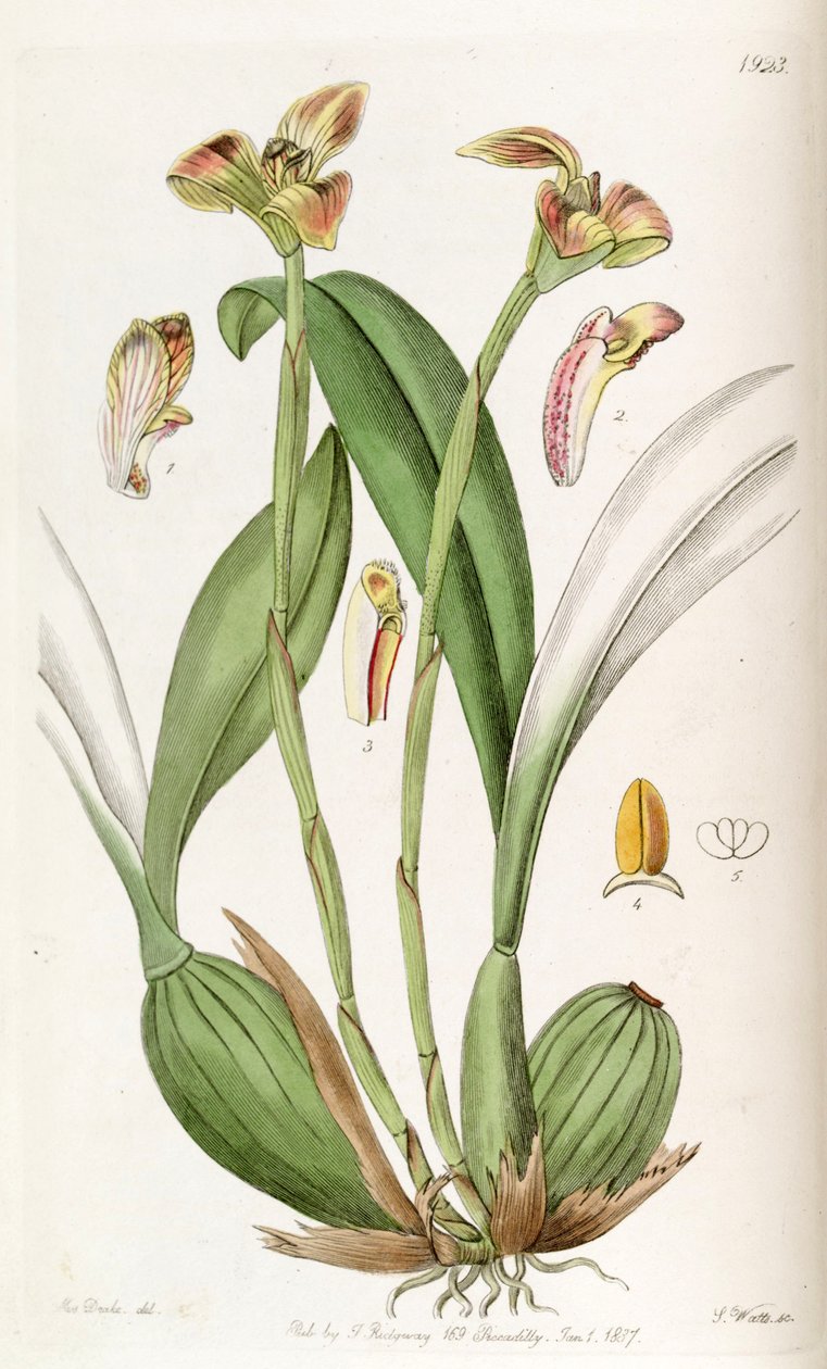 Trigonidium obtusum af Miss Drake