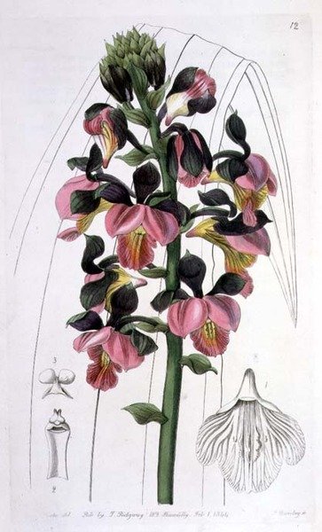 Orchis Lissochilus Roseus, udgivet af I. Ridgway af Miss Drake