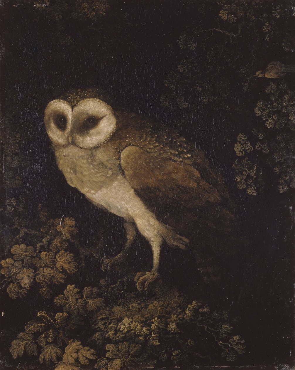 En ugle, 1780-1790. af Moses Haughton