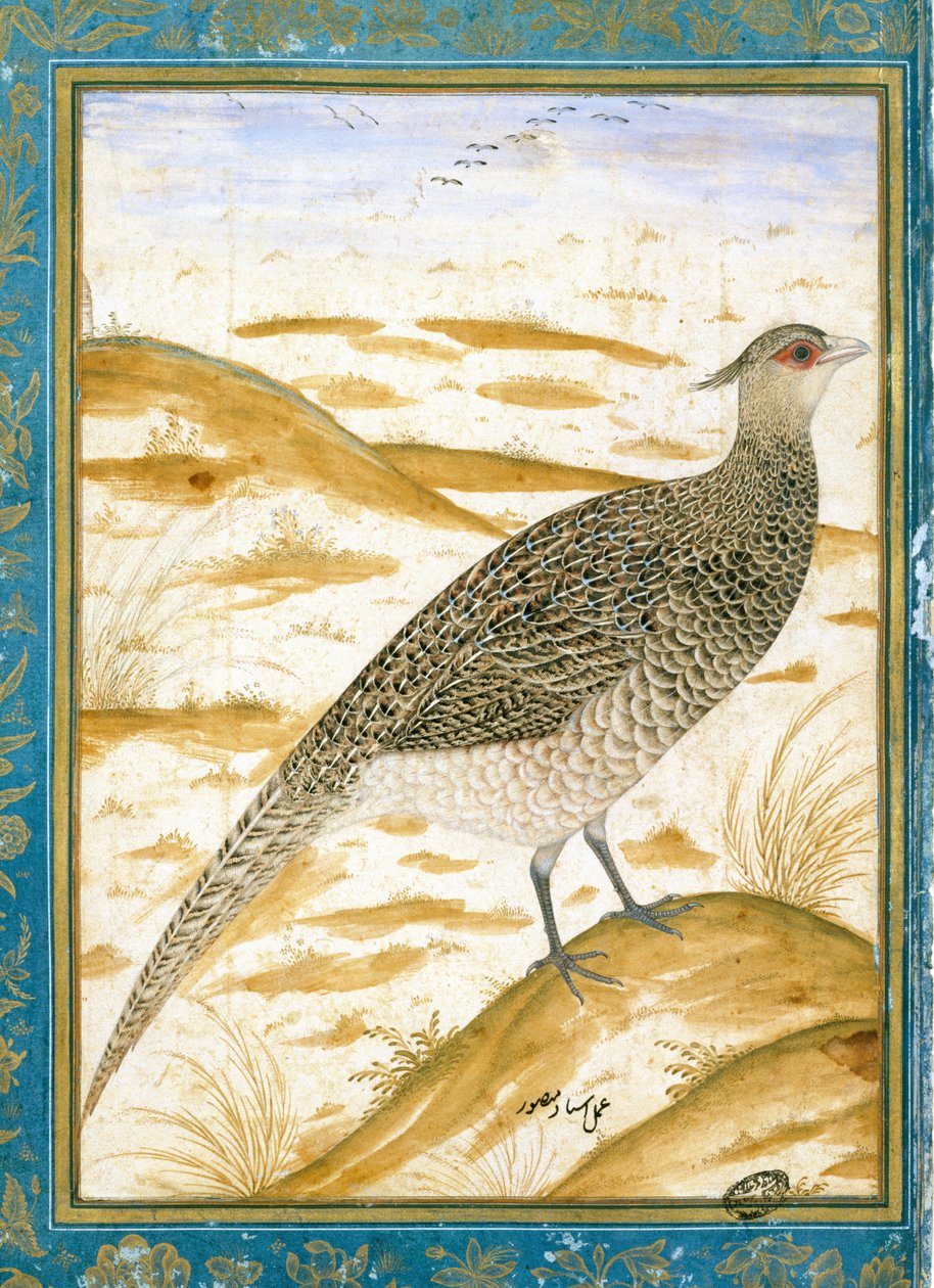 En Himalaya Cheer Fasan mod et sandet landskab, ca. 1620 af Mughal School