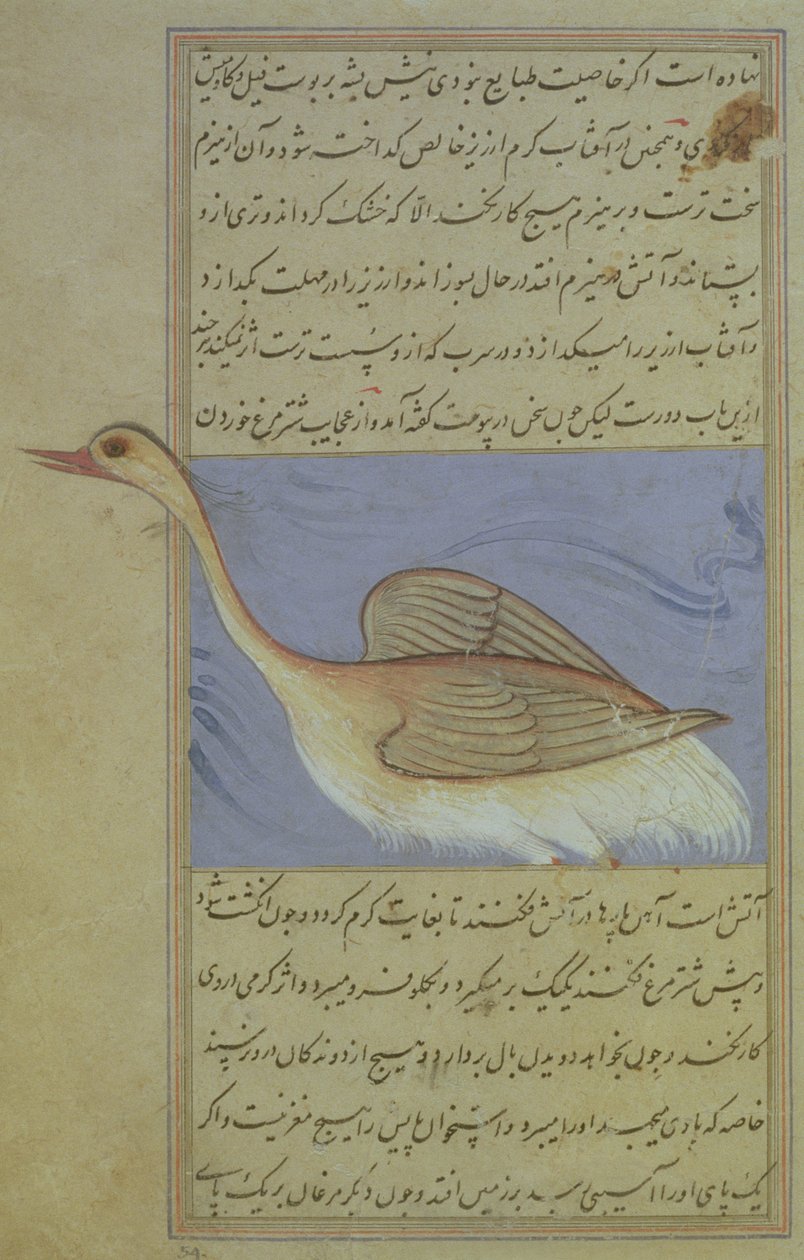En svane, fra Nuzhat-Namah IAlai, 1599 (1007 Hijra) af Mughal School