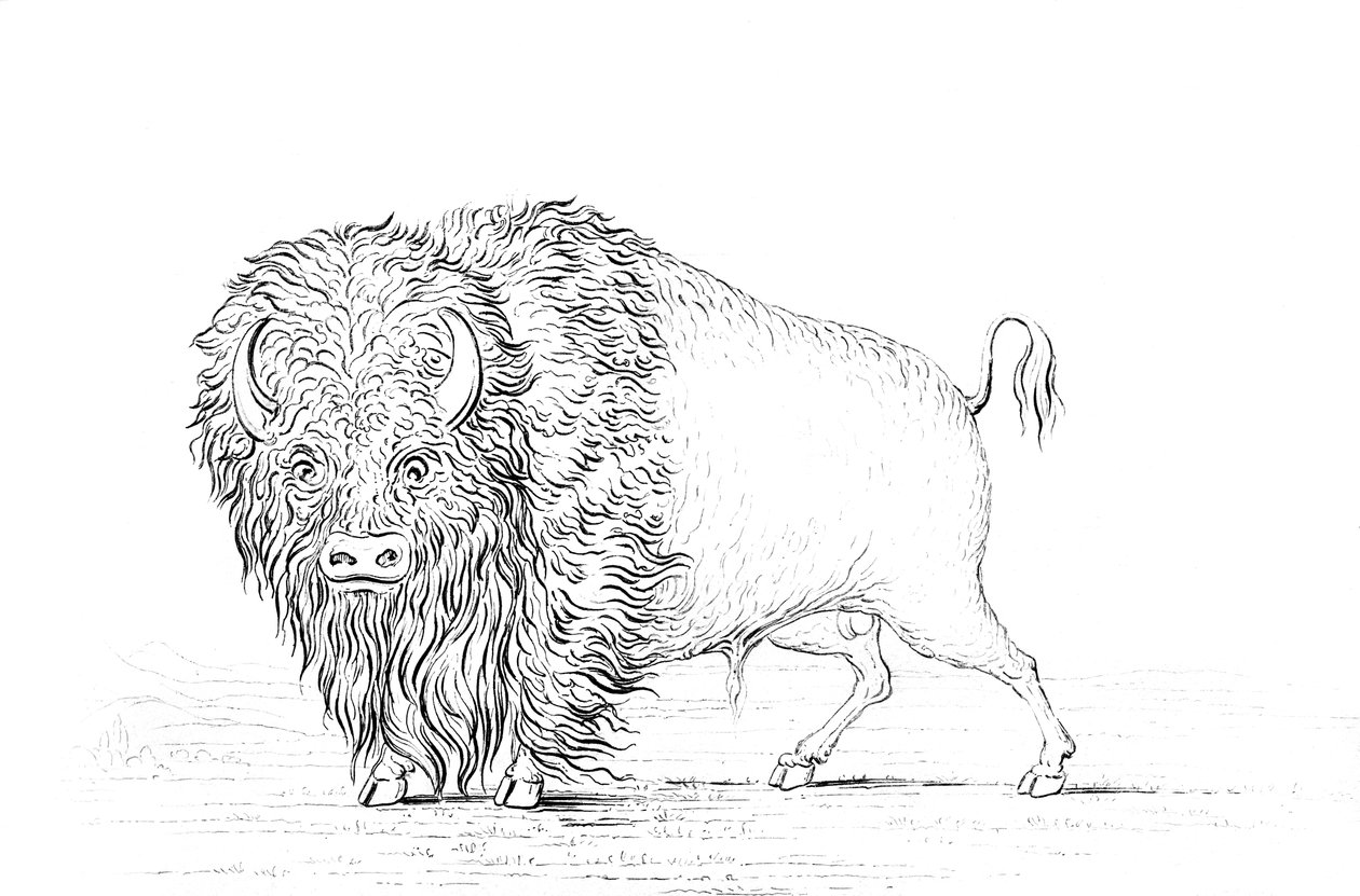 Buffalo, 1841. af Myers and Co