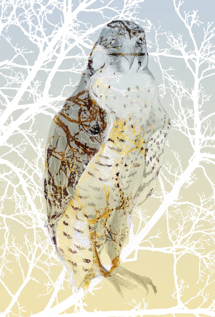 Peregrine Falcon, 2015, (blæk og gouache på kort) af Nancy Moniz Charalambous