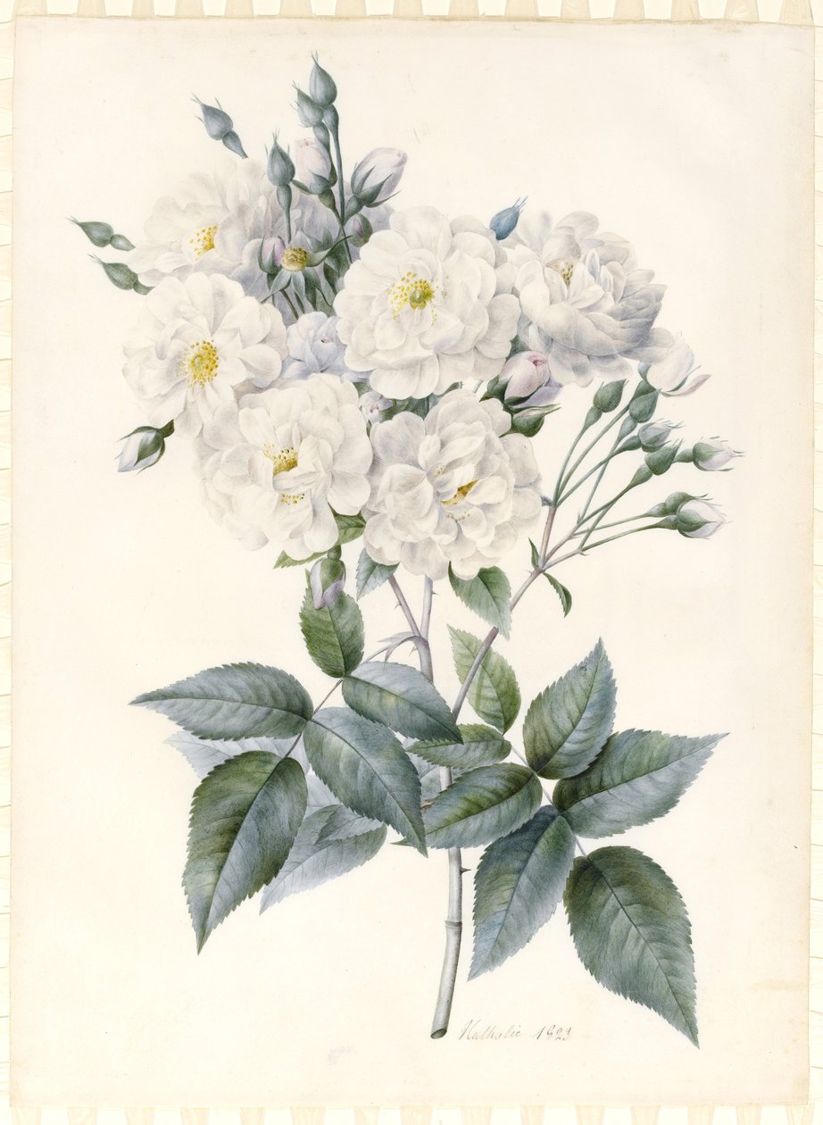 Noisette Rose, 1823 (wc og kropsfarve med noget arabisk gummi, over spor af grafitkontur på forberedt vellum) af Nathalie d