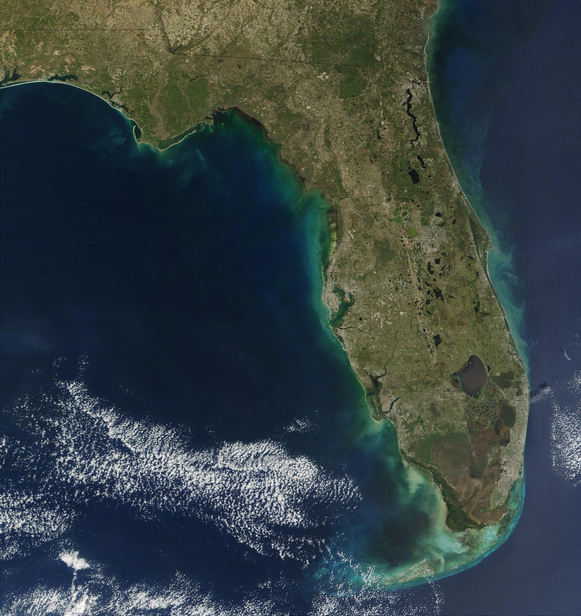 På dette satellitbillede er opblomstring af den giftige alge Karenia brevis synlig langs Floridas vestkyst. (kredit: Jacques Descloitres, NASA) af National Aeronautics and Space Administration National Aeronautics and Space Administration