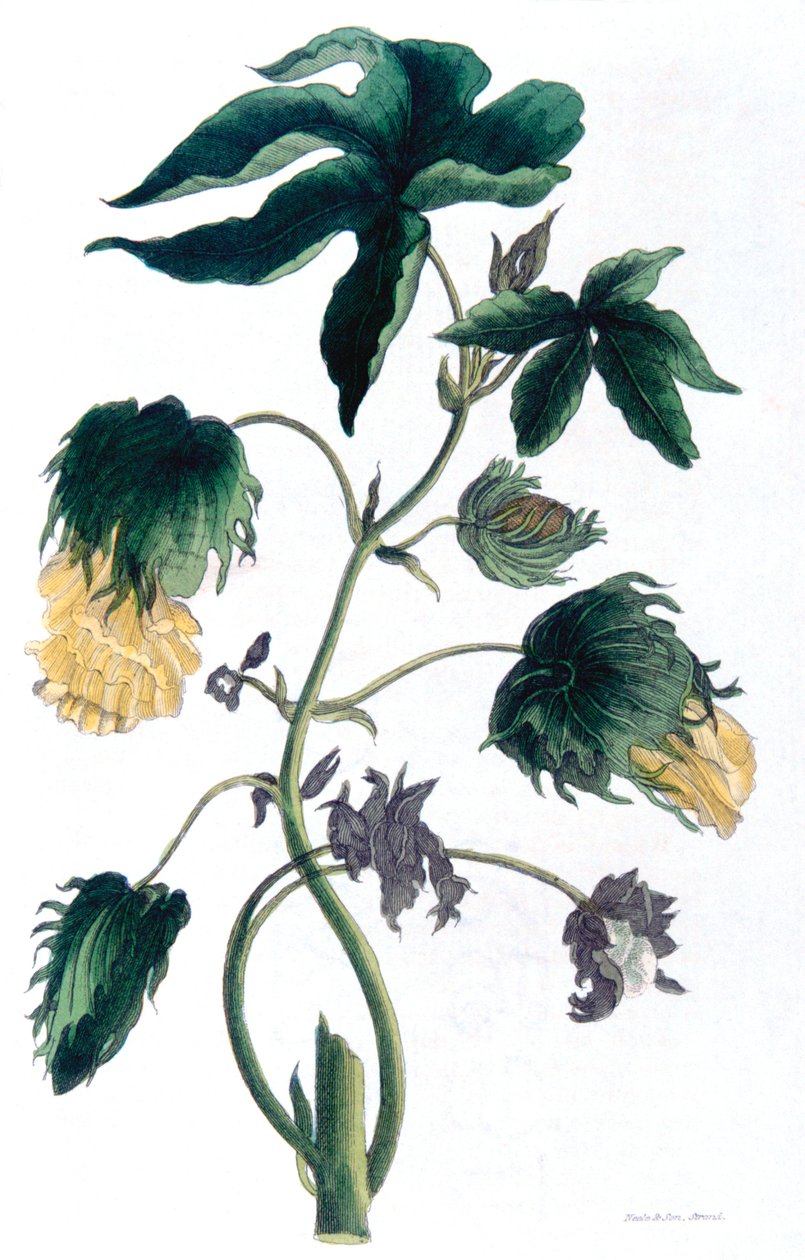 Gossypium - bomuldsplante, 1823 af Neale and Son