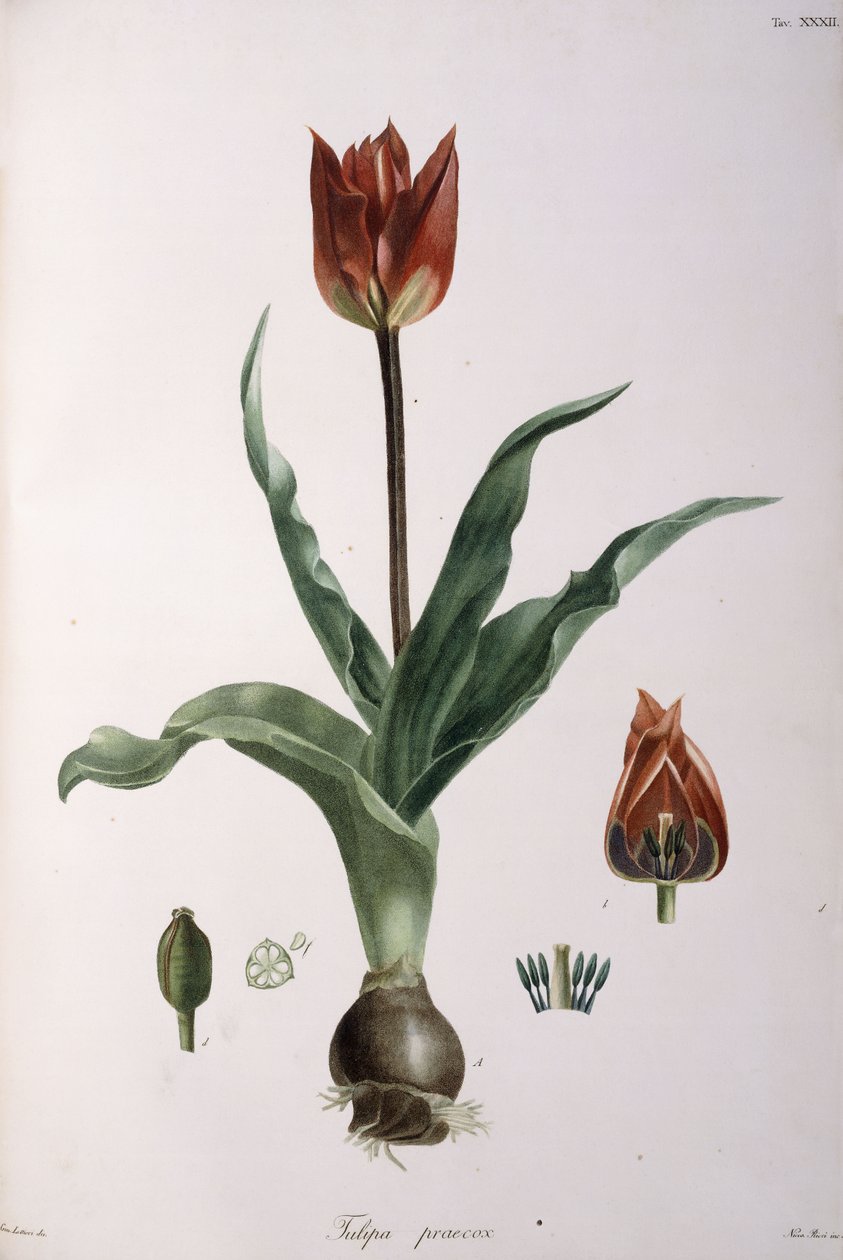 Tulip praecox, 1811-1829 af Neapolitan School