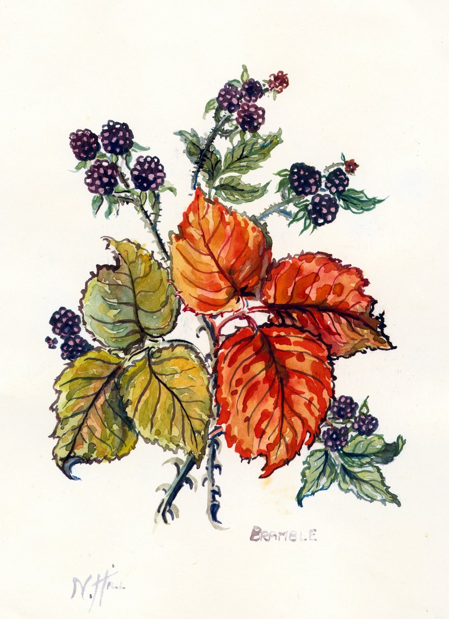 Bramble (wc på papir) af Nell Hill