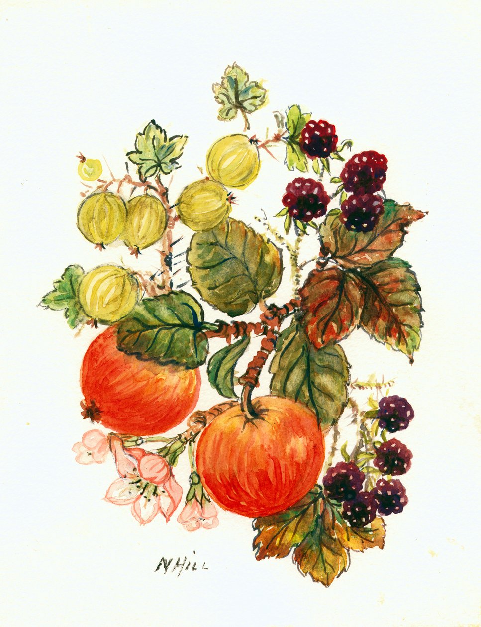 Brambles, æbler og druer (wc på papir) af Nell Hill