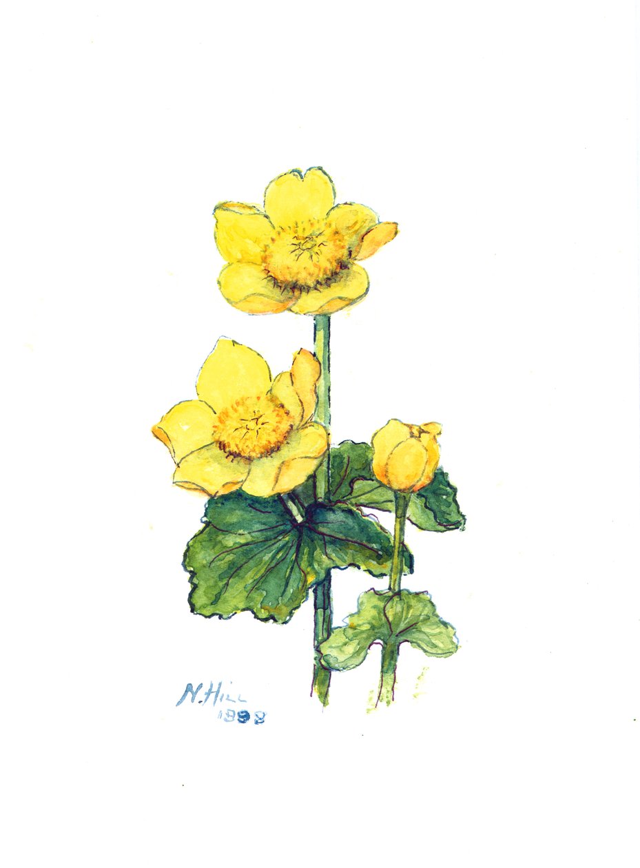 Marsh Marigold, 1998 (wc på papir) af Nell Hill