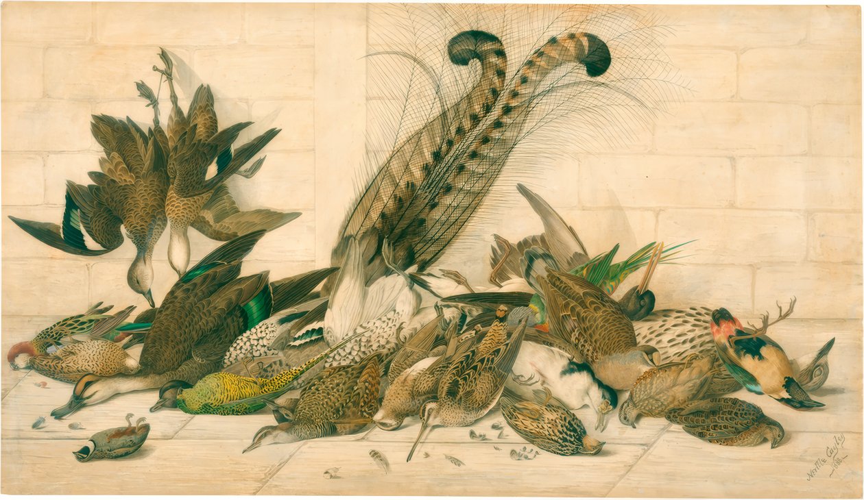 uden titel (australske gamebirds) af Neville Henry Cayley