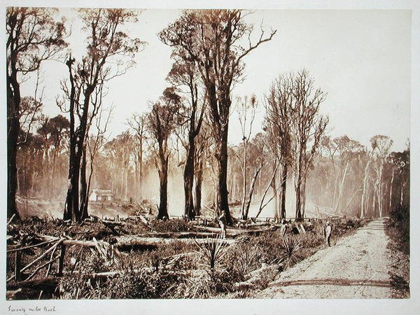 Seventy-Mile Bush (sepia-billede) af New Zealander Photographer