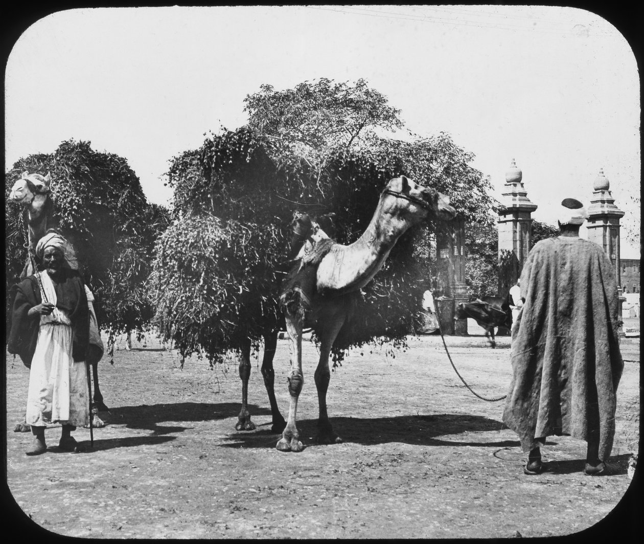 Kameler med foder, Egypten, c1890. af Newton and Co