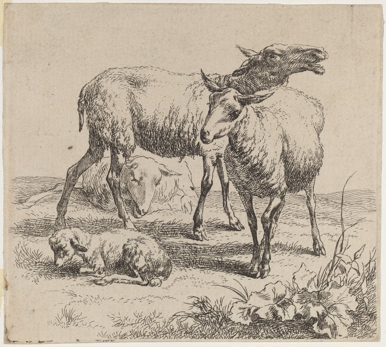 Tre får og et lam. af Nicolaes Berchem