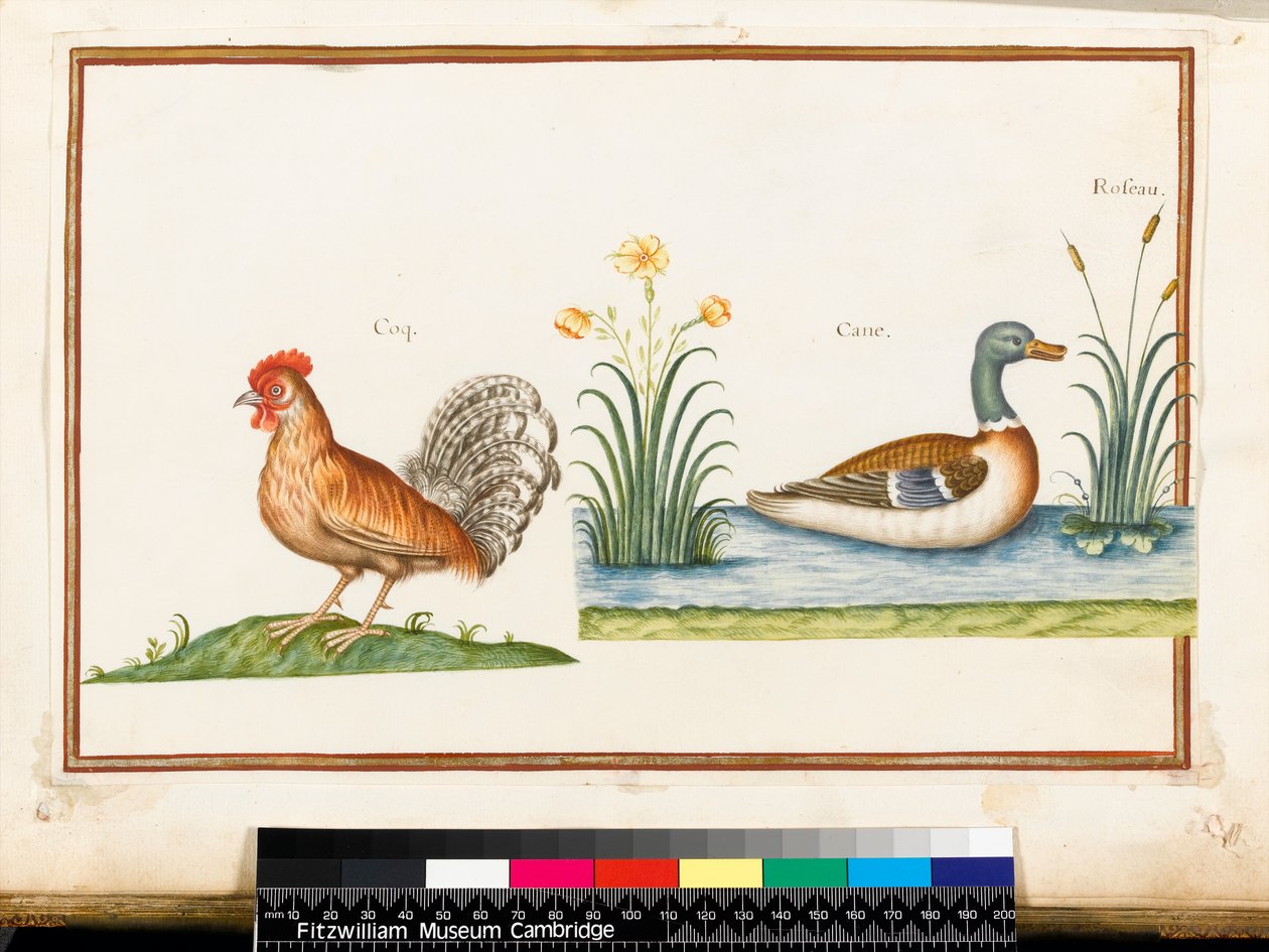 En hane og en gråand (wc på vellum) af Nicolas Robert