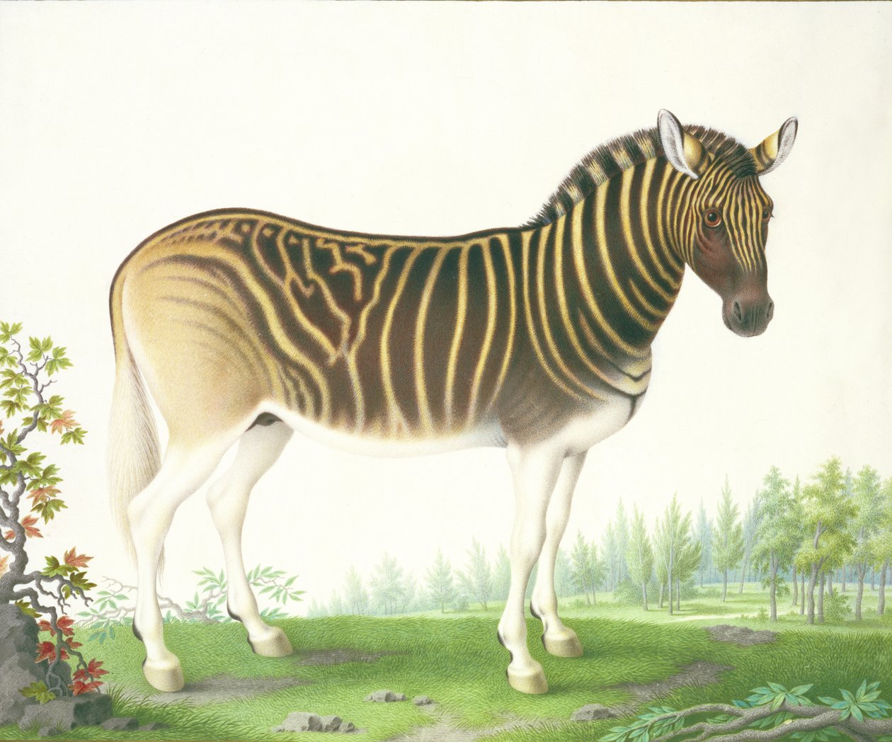 En Quagga (gouache og wc på vellum) af Nicolas Robert