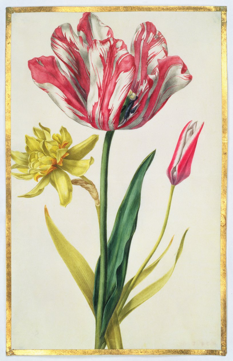 Påskelilje og tulipan, ca.1675 (gouache på pergament) af Nicolas Robert