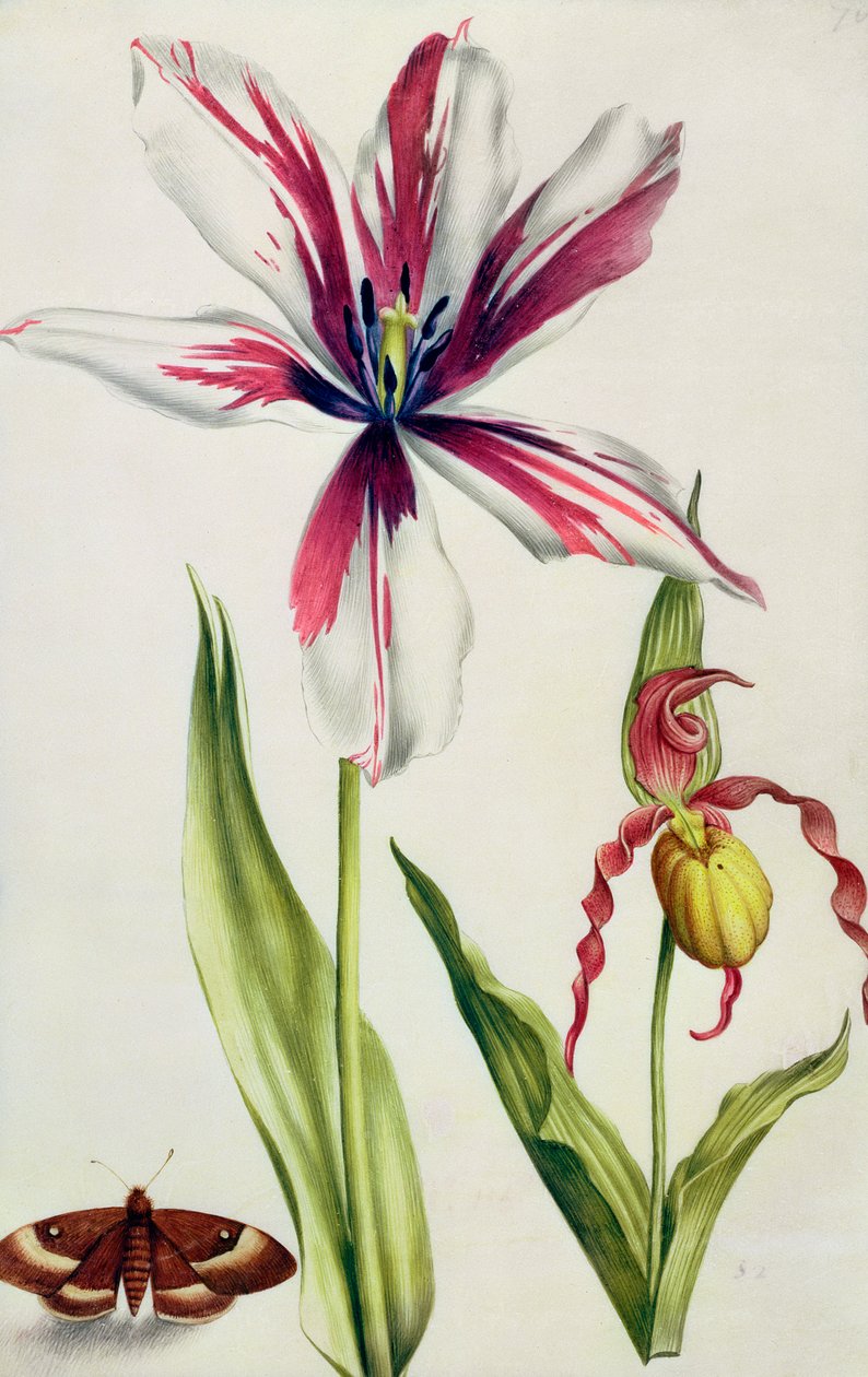 Orchid, Tulip and Butterfly, ca. 1675 (gouache på vellum) af Nicolas Robert