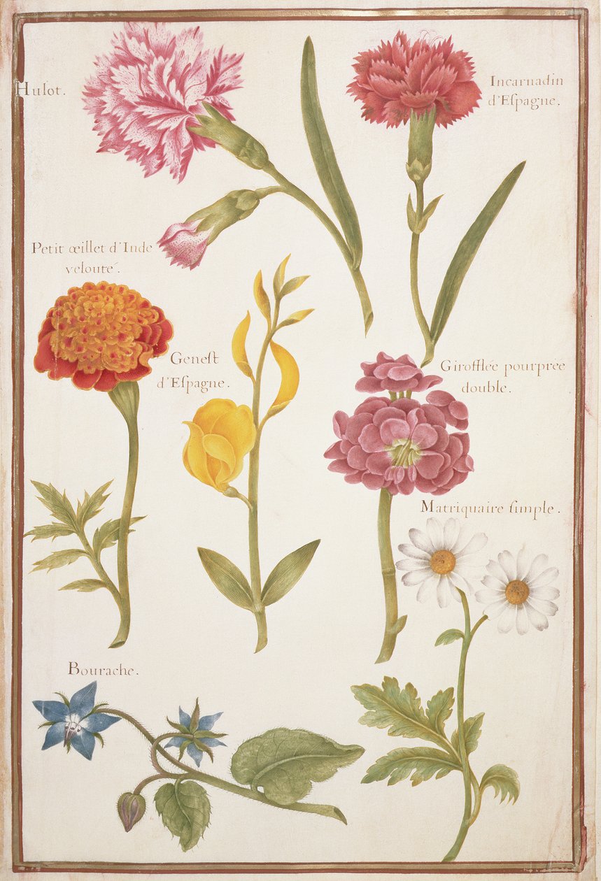 PD.109-1973.f2 To nelliker, fransk morgenfrue, spansk gyvel, dobbelt stok, borage og maguerit (wc på pergament) af Nicolas Robert