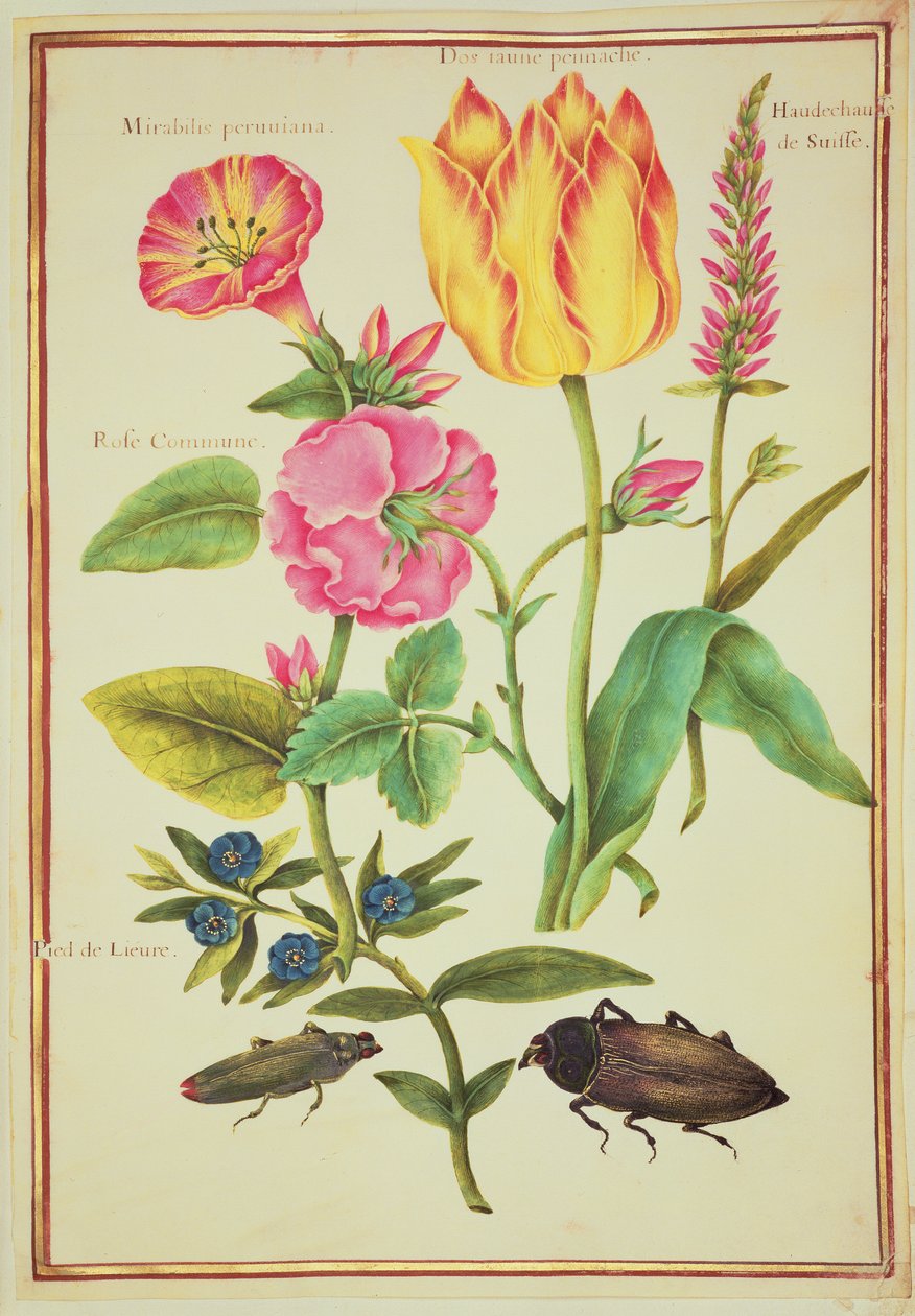 PD.109-1973.f23 Blomsterstudier (wc på vellum) af Nicolas Robert